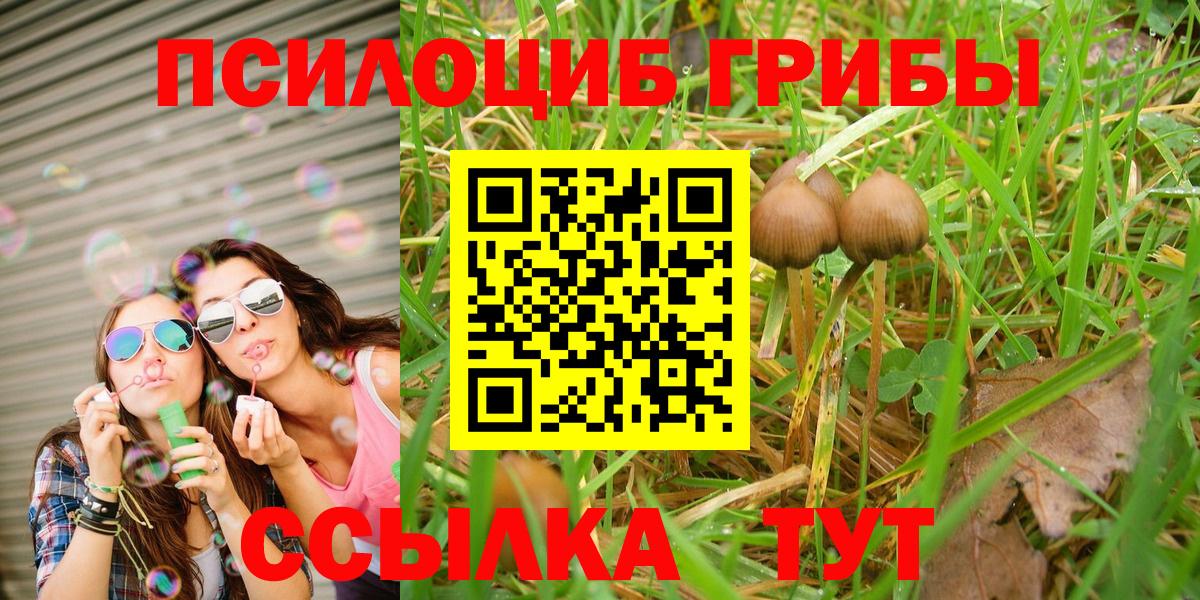 Балашов  Галлюциногенные грибы Psilocybine cubensis  Вход с VPN 